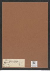 Roperia tessellata (Roper) Grun. (de-Toni-Nr.: Genus 178, Species 4477) Zeichnungen Sammlung Grunow Mappe 04399 (Herbarium_W_Grunow_drawings_Folder_04399)